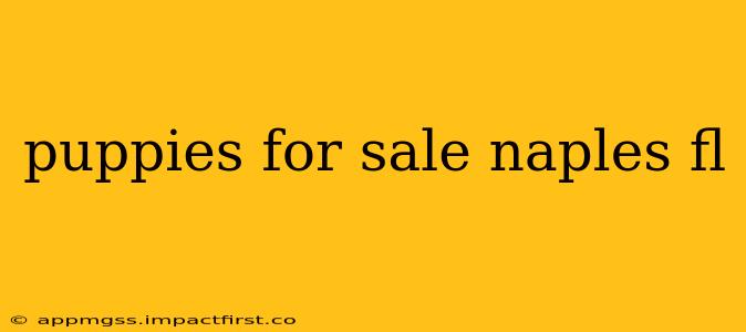 puppies for sale naples fl