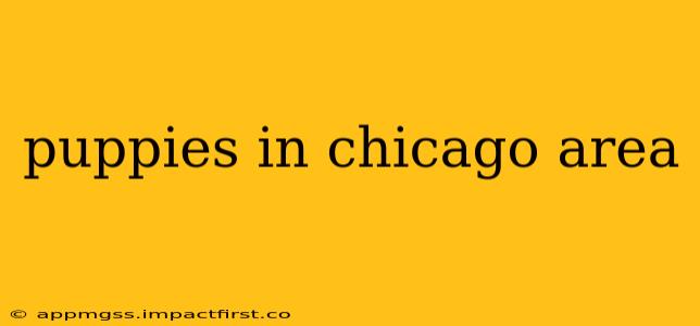 puppies in chicago area