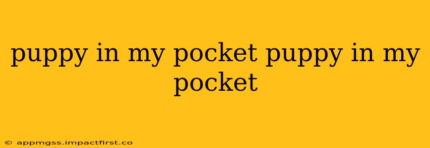 puppy in my pocket puppy in my pocket