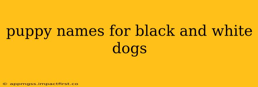 puppy names for black and white dogs