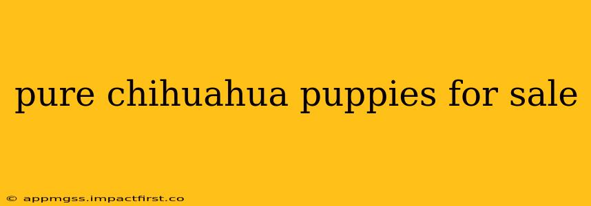 pure chihuahua puppies for sale