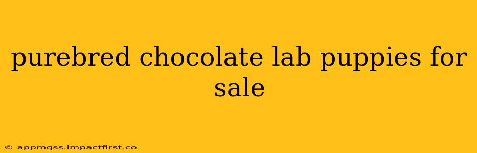 purebred chocolate lab puppies for sale
