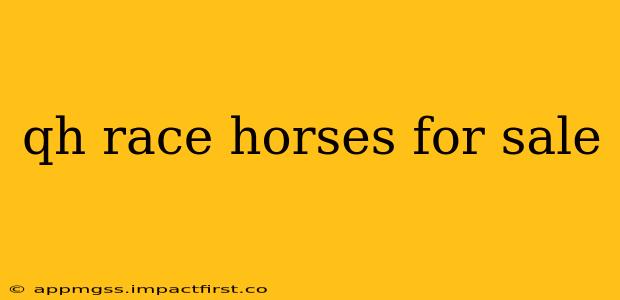 qh race horses for sale