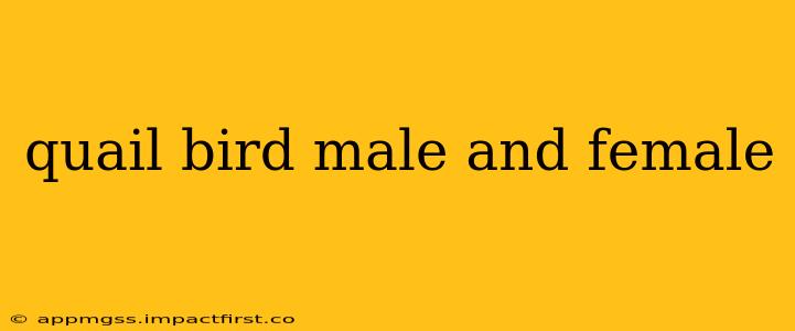 quail bird male and female