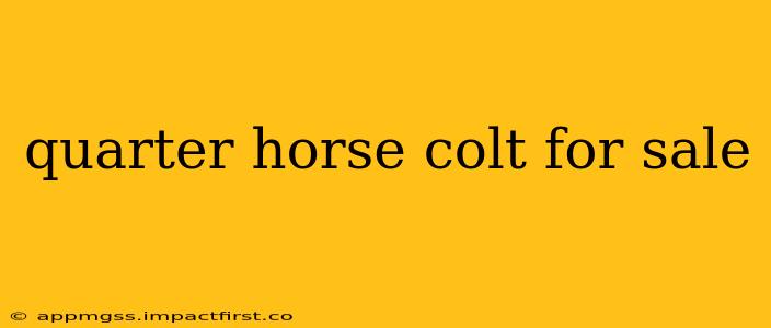 quarter horse colt for sale