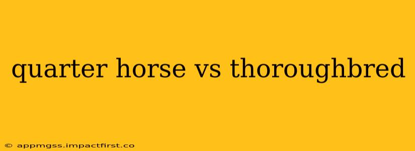 quarter horse vs thoroughbred