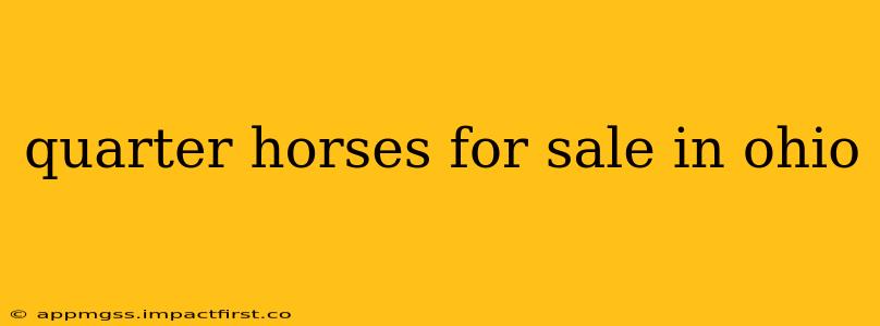 quarter horses for sale in ohio