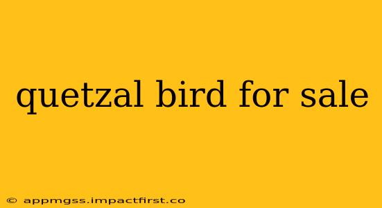 quetzal bird for sale