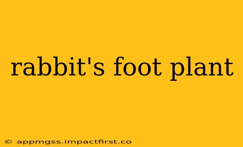rabbit's foot plant