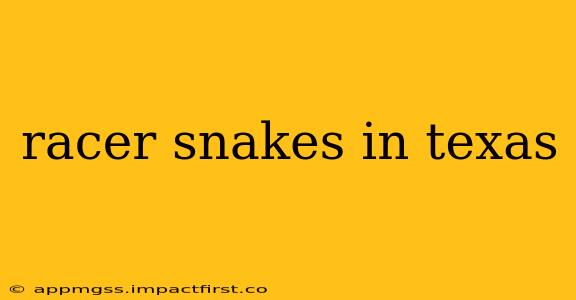 racer snakes in texas
