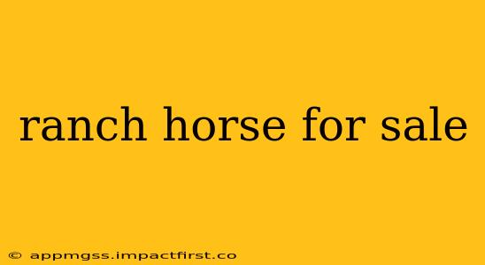 ranch horse for sale