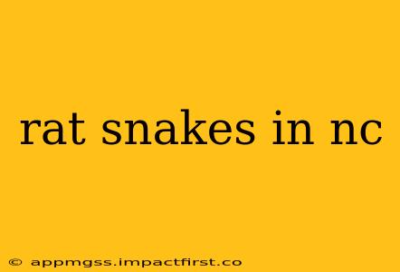 rat snakes in nc