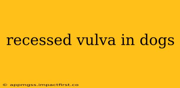 recessed vulva in dogs