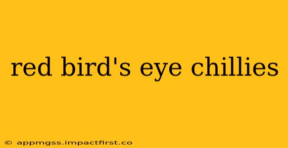 red bird's eye chillies