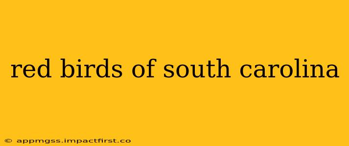red birds of south carolina