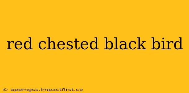red chested black bird