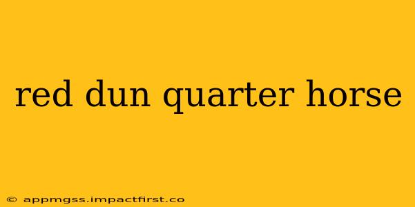 red dun quarter horse
