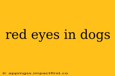 red eyes in dogs