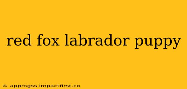 red fox labrador puppy