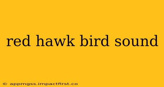 red hawk bird sound