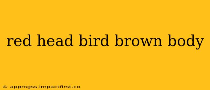 red head bird brown body