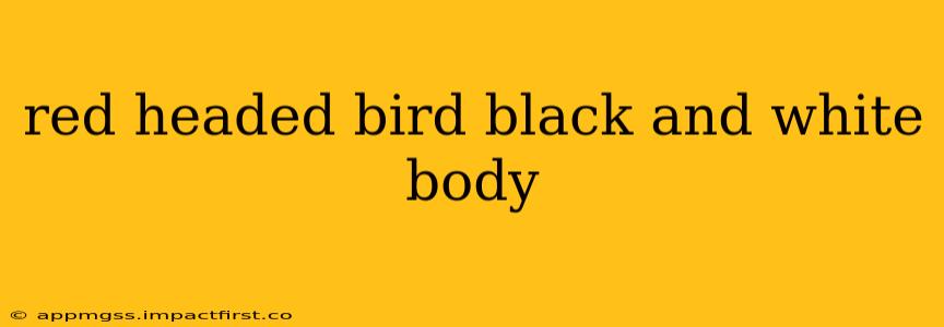 red headed bird black and white body