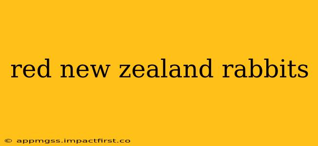 red new zealand rabbits
