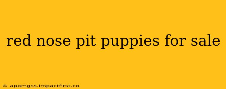 red nose pit puppies for sale