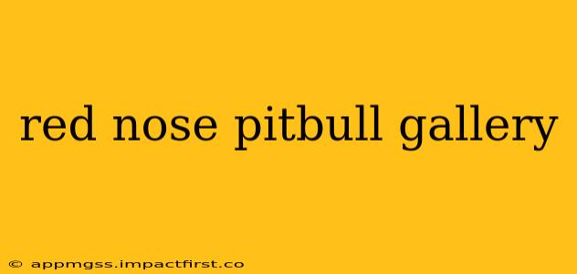 red nose pitbull gallery