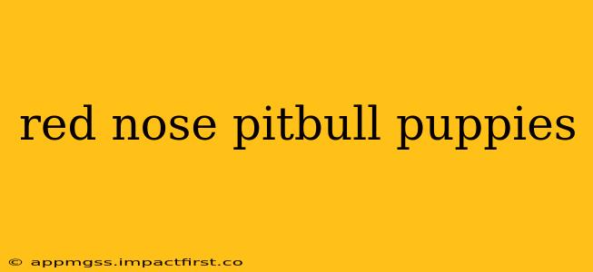 red nose pitbull puppies