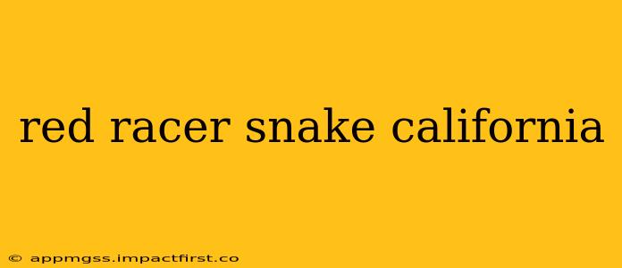 red racer snake california