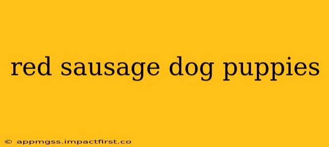 red sausage dog puppies