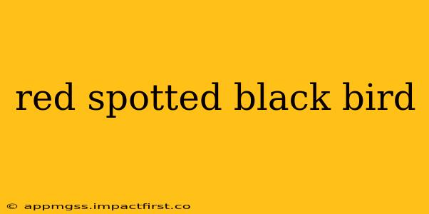 red spotted black bird