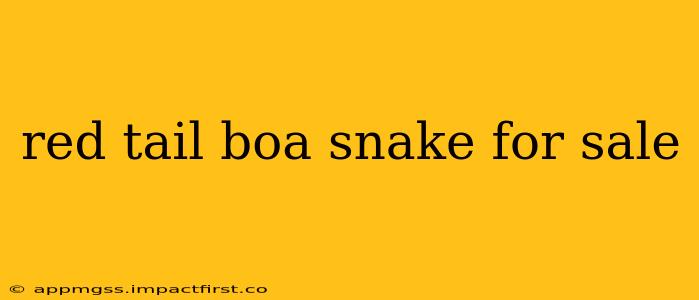 red tail boa snake for sale