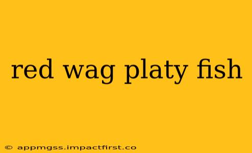 red wag platy fish