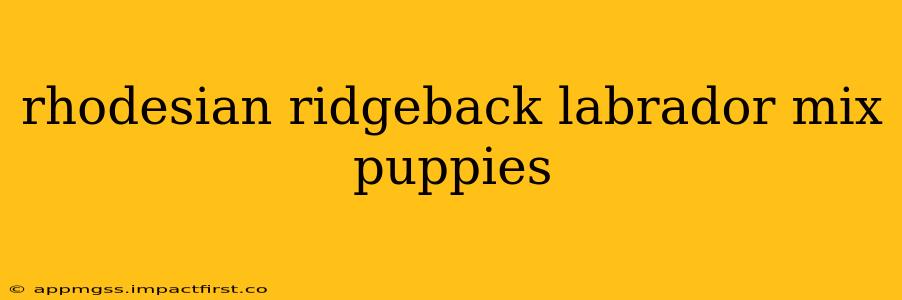 rhodesian ridgeback labrador mix puppies