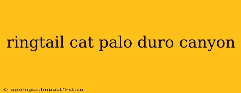 ringtail cat palo duro canyon