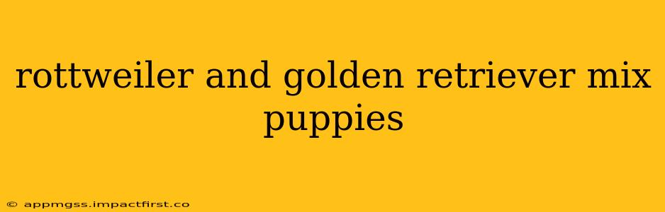 rottweiler and golden retriever mix puppies