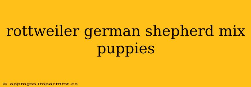 rottweiler german shepherd mix puppies