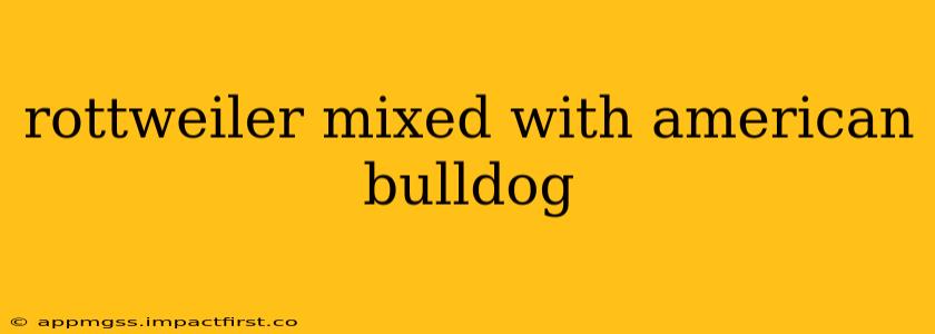 rottweiler mixed with american bulldog