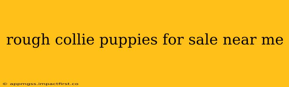 rough collie puppies for sale near me