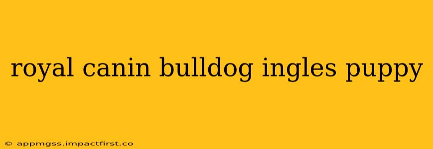 royal canin bulldog ingles puppy