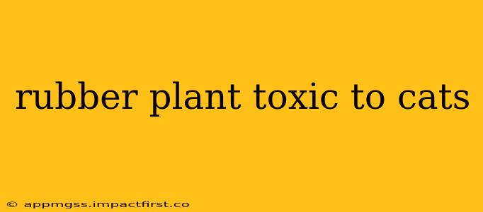rubber plant toxic to cats
