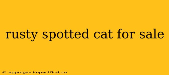 rusty spotted cat for sale