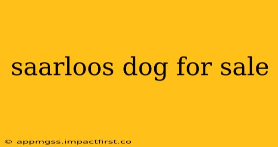 saarloos dog for sale