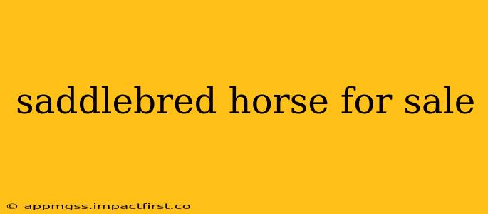 saddlebred horse for sale