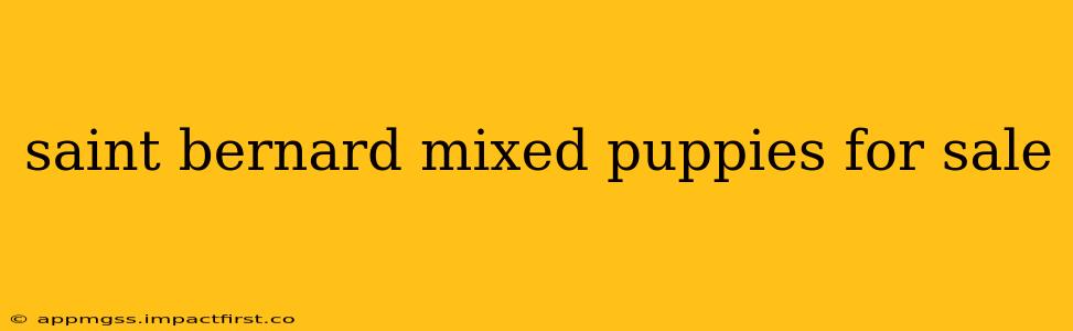 saint bernard mixed puppies for sale
