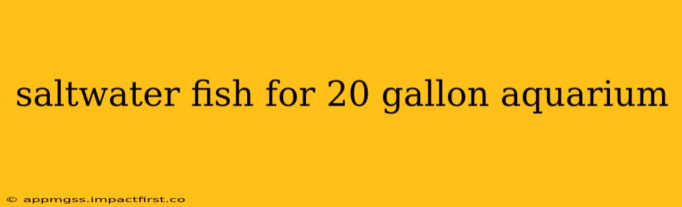 saltwater fish for 20 gallon aquarium