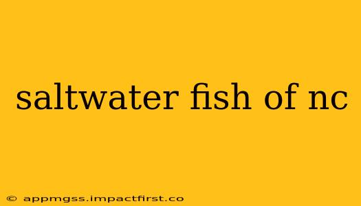 saltwater fish of nc