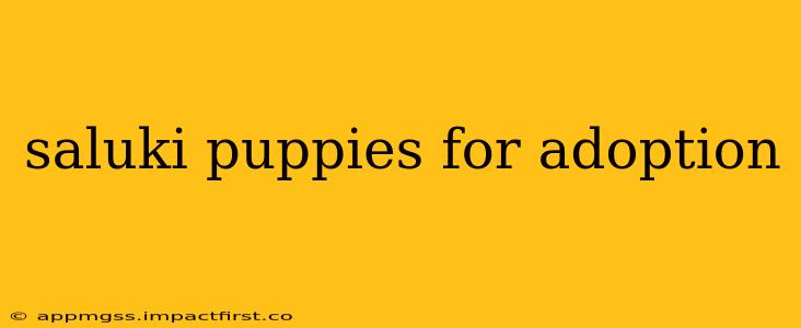 saluki puppies for adoption